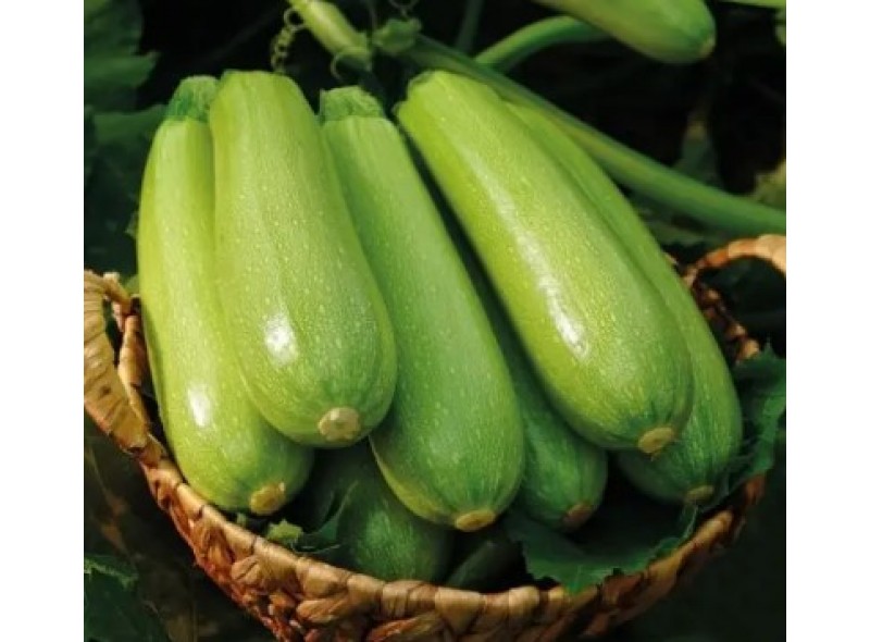 Родан F1 - семена кабачка, 1000сем., Libra Seeds Родан F1 - семена кабачка, 1000сем., Libra Seeds